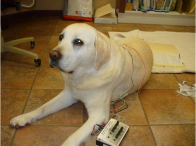 Dog receiving acupuncture