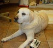 acupuncture for pets