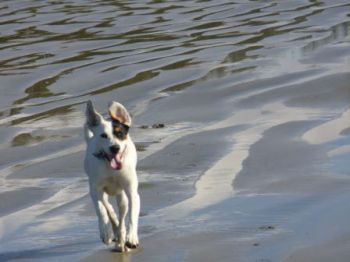 dog at the beach