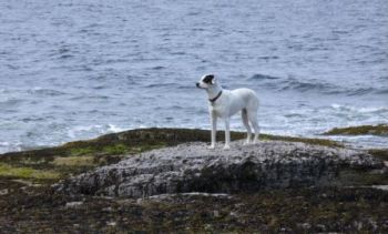 dog walking on the shore