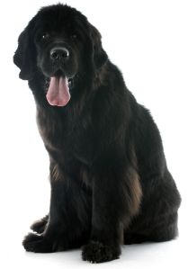 Newfoundland dog